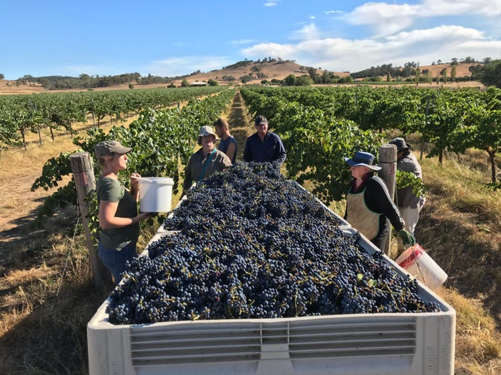 Top Biodynamic Wineries in New South Wales
