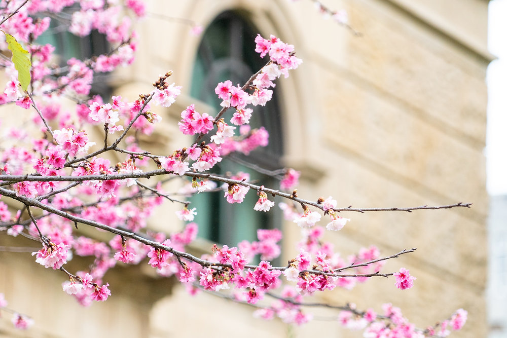 Taiwan Cherry Blossom Forecast 2020