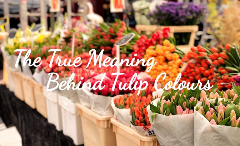 The Meaning Behind Each Tulip Colour