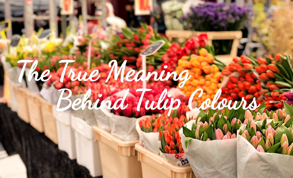 The Meaning Behind Each Tulip Colour