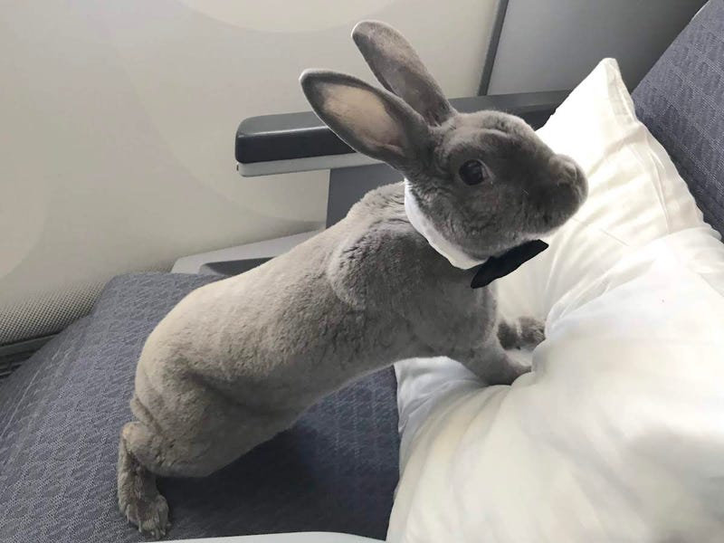 This Pet Rabbit Got Her Own Seat in Business Class and Spent the Flight Eating Croissants