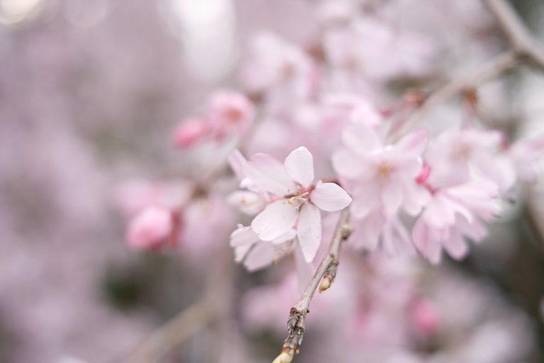 Japan Cherry Blossom Forecast 2020