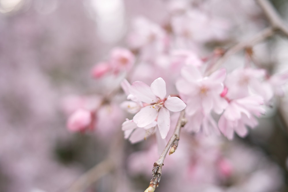 Japan Cherry Blossom Forecast 2020