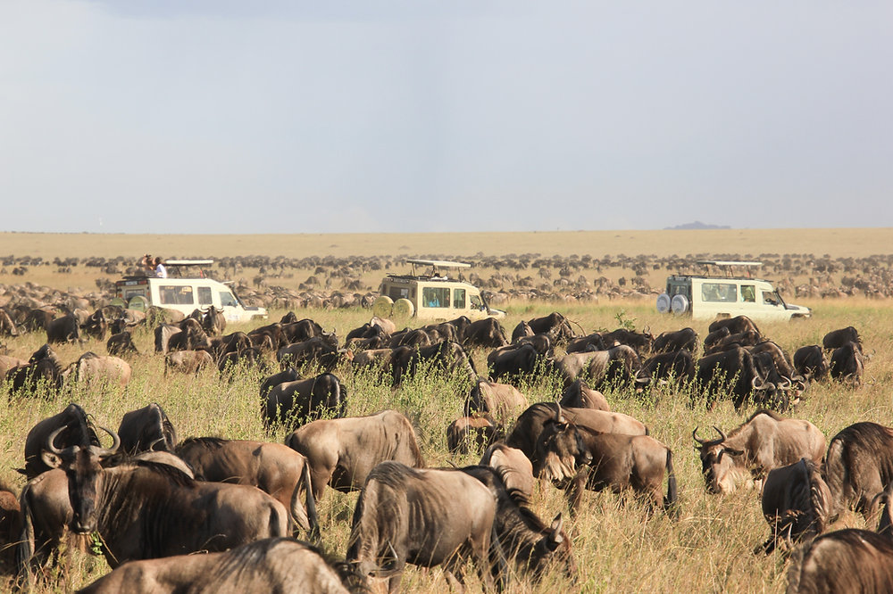 When this is over, I am flying off to Tanzania, home of the amazing Serengeti National Park
