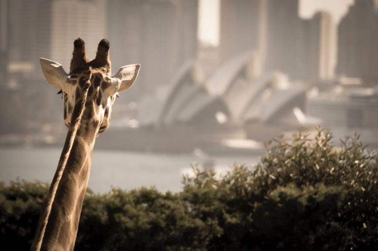 Visit these Australian icons Virtually