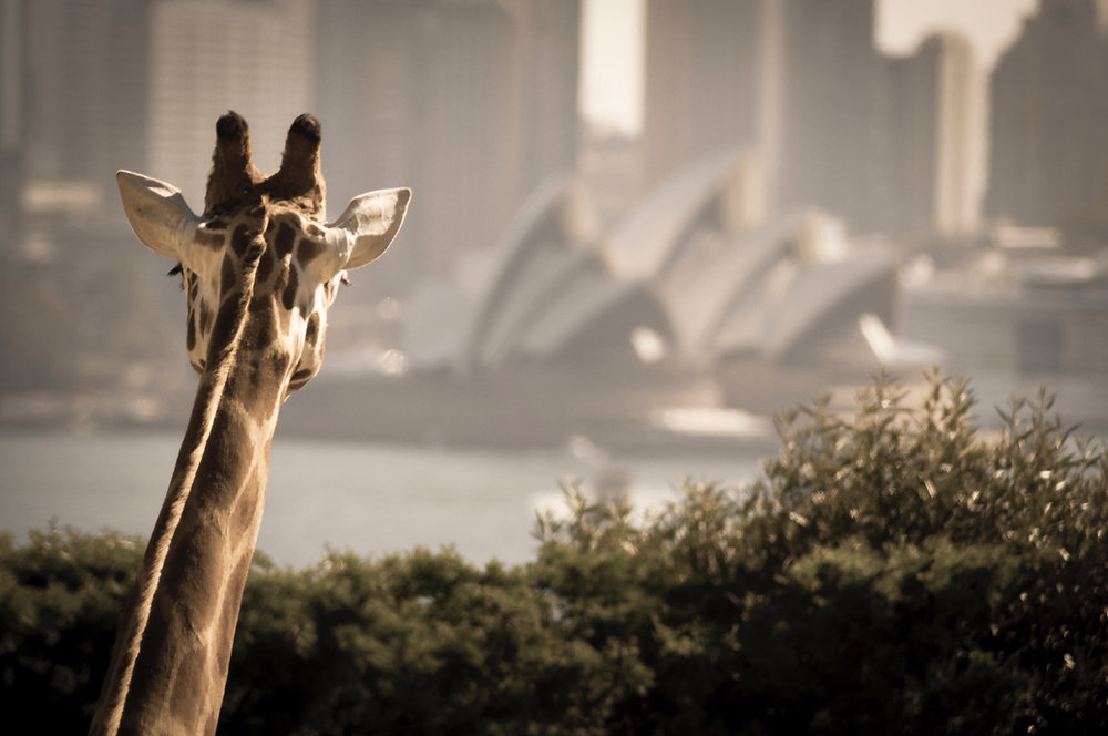 Visit these Australian icons Virtually