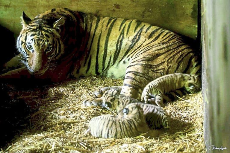 3 Adorable Reasons to Visit Taiping, Perak
