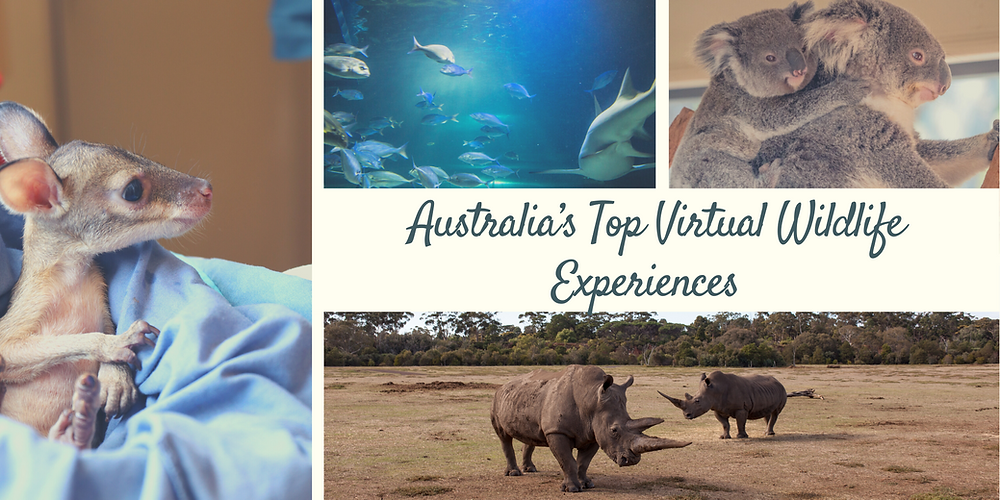 Australia’s Top Virtual Wildlife Experiences