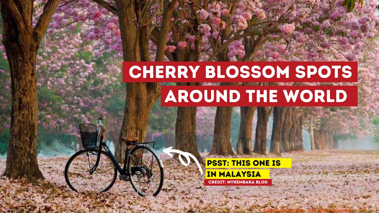 Top Spots for Cherry Blossom Viewing  All Around the World