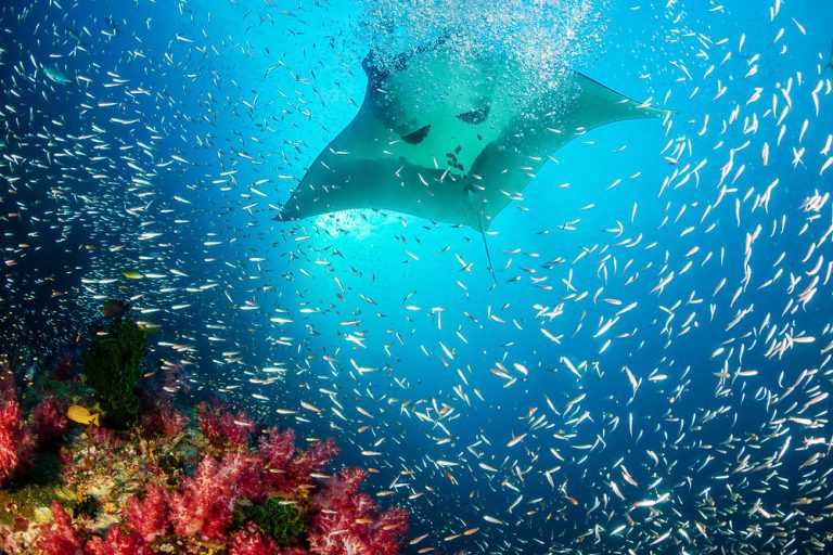 Dusit Thani Maldives puts you nose-to-nose with these mesmerising fishes as Manta Ray season begins