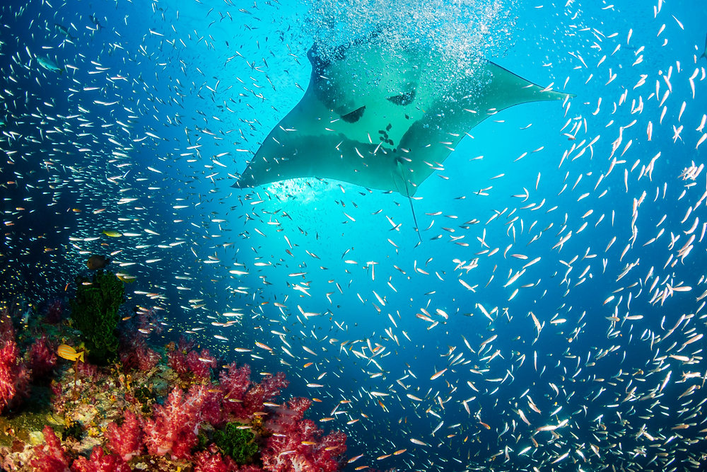 Dusit Thani Maldives puts you nose-to-nose with these mesmerising fishes as Manta Ray season begins