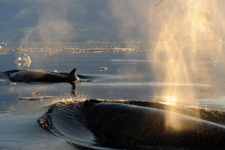 Science and Polar Voyages