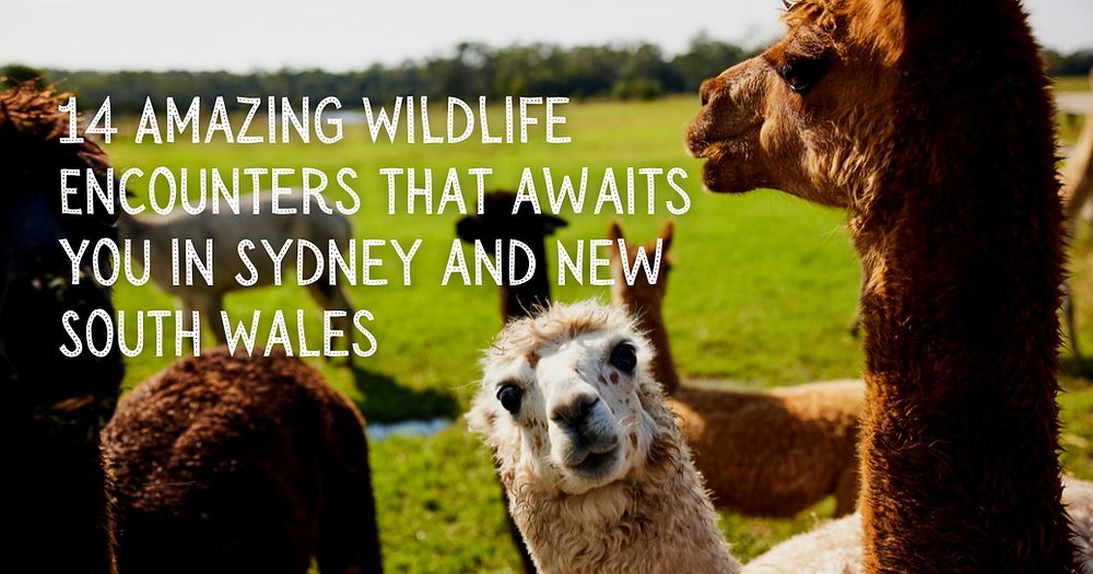 14 Amazing Wildlife Encounters that awaits You in Sydney and New South Wales