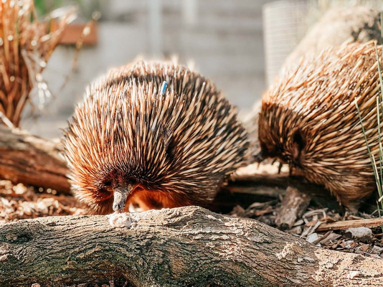 [Review] Wildlife Retreat at Taronga Zoo – What sleeping Amongst Australia’s native animals is like