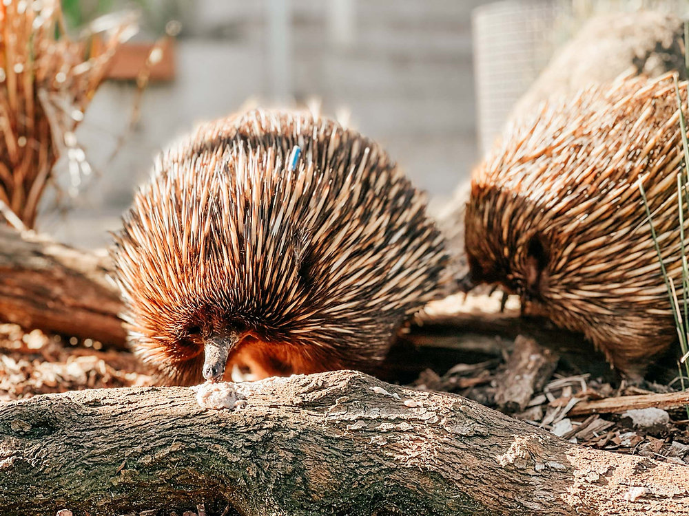[Review] Wildlife Retreat at Taronga Zoo – What sleeping Amongst Australia’s native animals is like