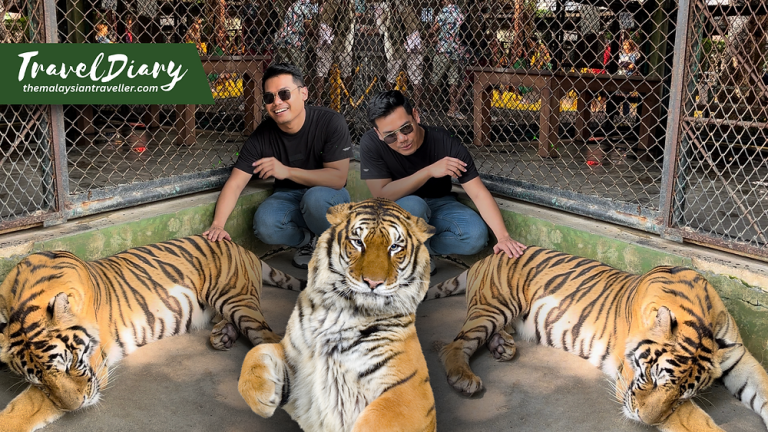 Tiger Kingdom, Phuket: Pay 900Baht to Feed the Tigers or They will Feed You!