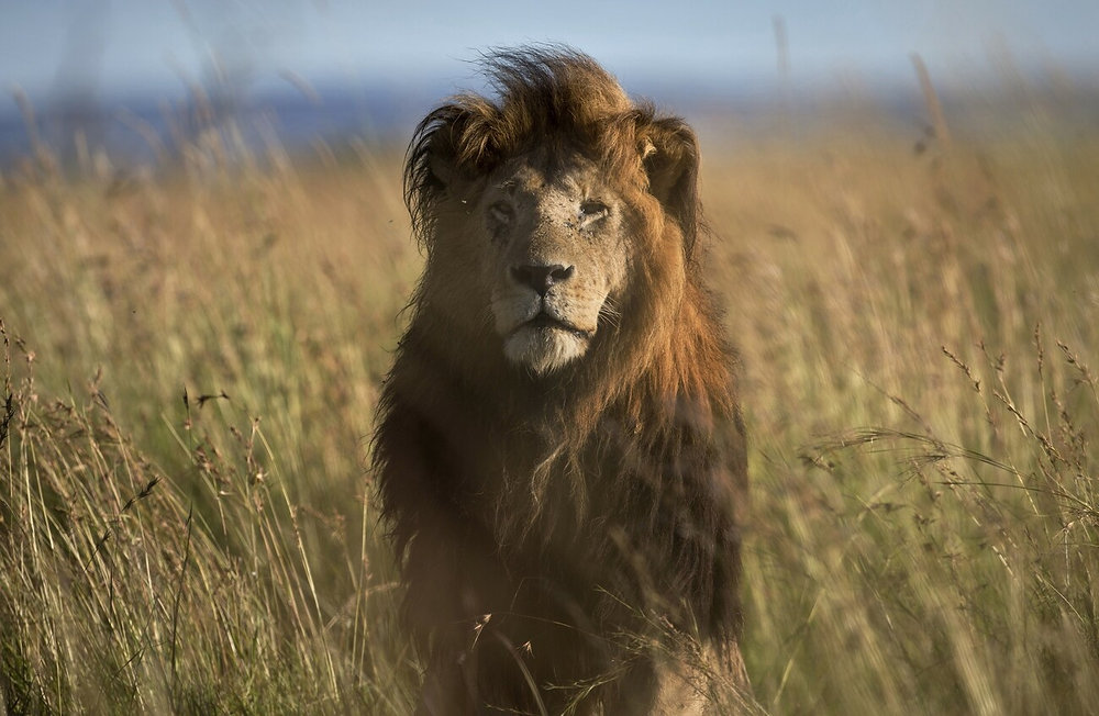 Sleeping to the Sound of Lions: Why Calving Season Is Africa’s Best-Kept Secret