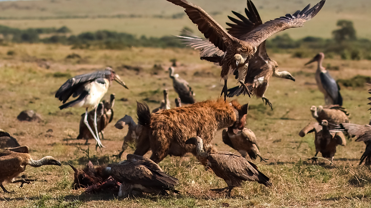 Hyena and vultures fighting for food in Maasai Mara