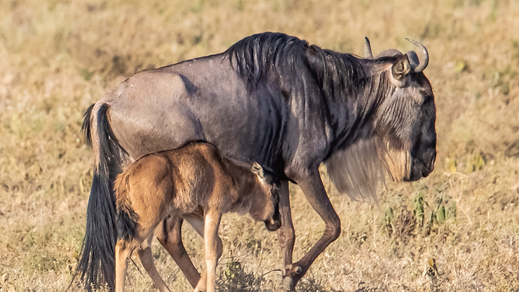 Wildebeest calving season