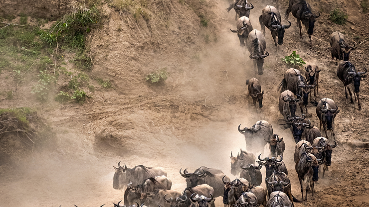 Mara River crossing