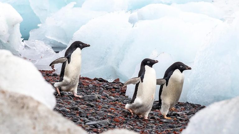 The Grand Voyage: 5 Definitive Themed Cruises for 2026