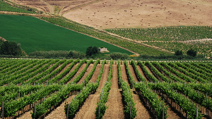 Vineyard in Sicily