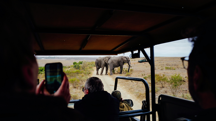 Witness the wild on a game safari in Kenya
