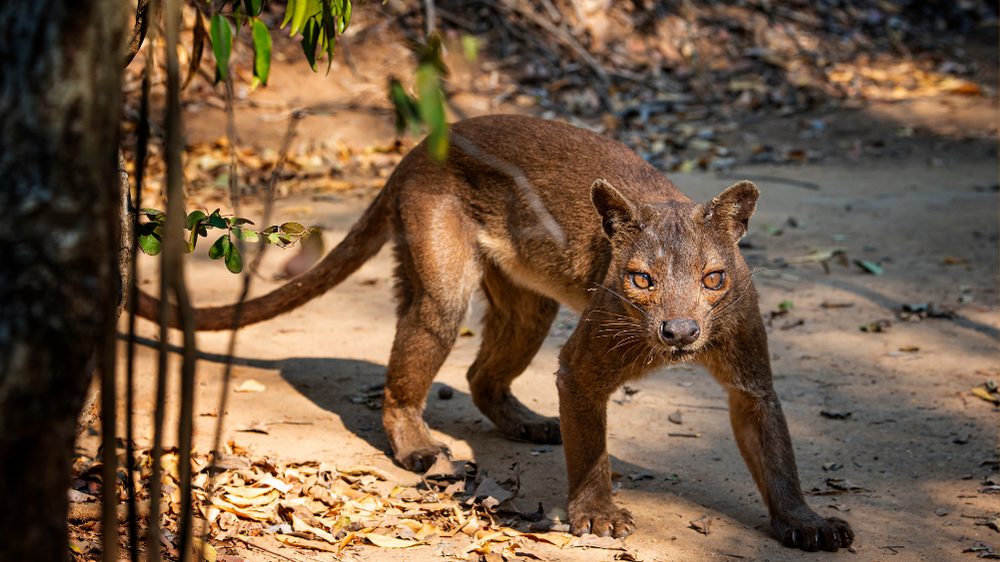 Search for the Elusive Fossa in Kirindy