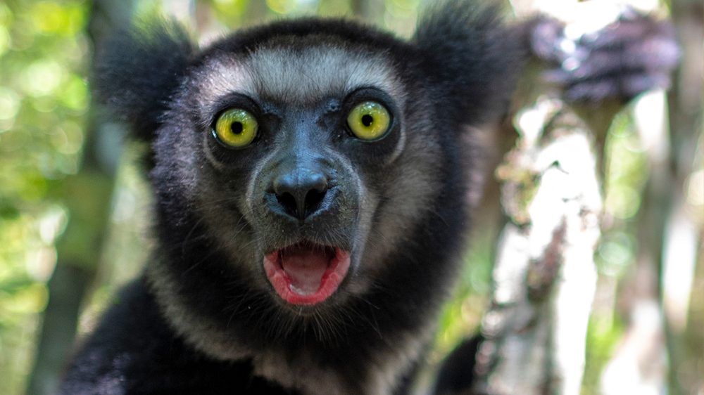 Indri lemurs of Andasibe