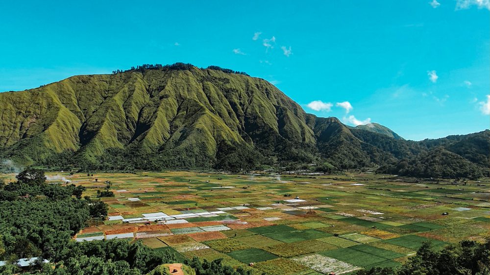 Paddy field views in Sembalun Village,  Lombok island