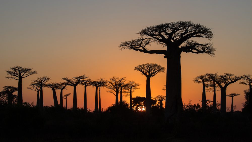 Watch Sunset at the Avenue of the Baobabs