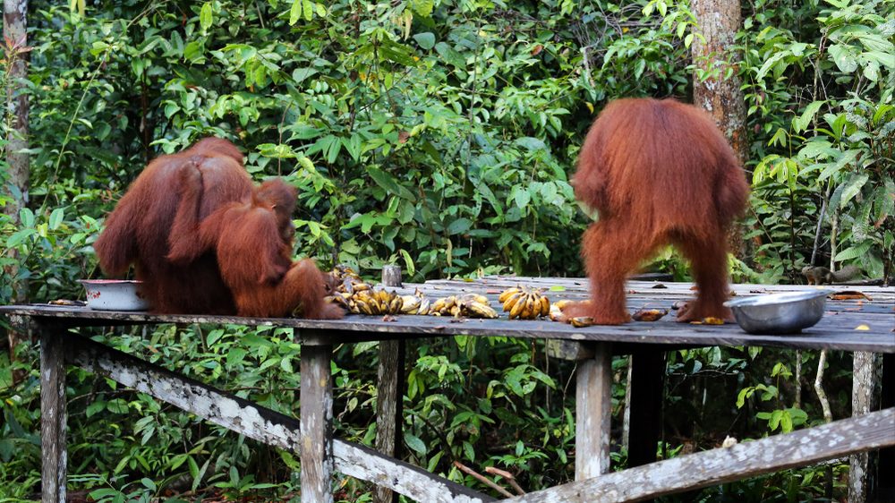 Orangutan seen on a Borneo wildlife tour in Indonesia