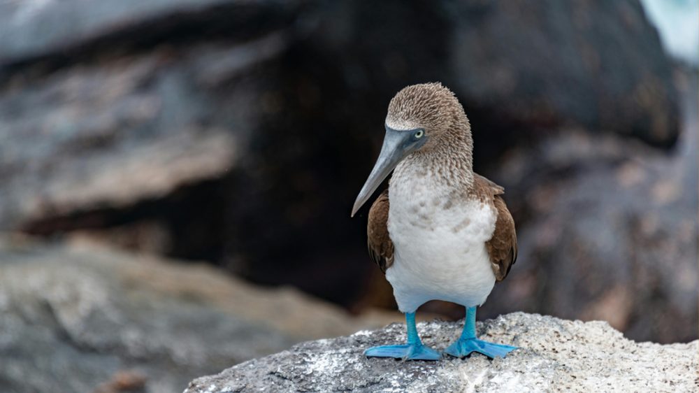 Blue-footed boobies in Galápagos Islands.