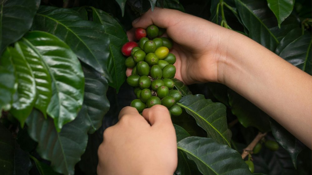 Hands Picking Coffee Cherries in Colombia
